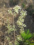 Galium litorale